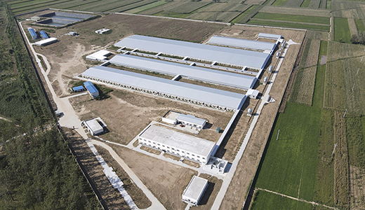 河南民權(quán)楊西6000種豬場(chǎng)